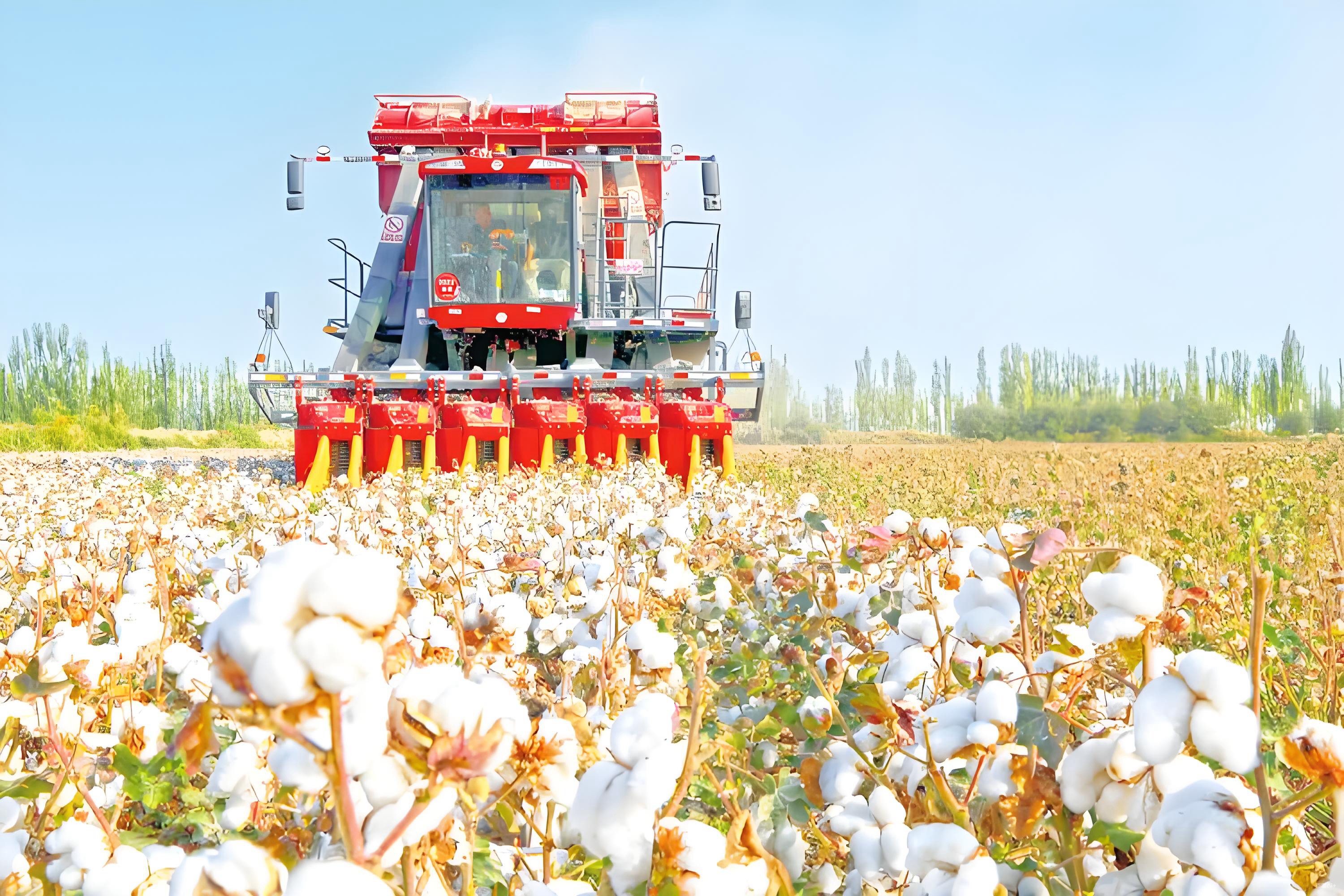 棉花朵朵開(kāi) 機(jī)收好豐景 “棉花院士”點(diǎn)贊